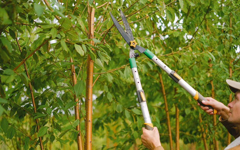 Tree trimming in Kirbyville, TX
