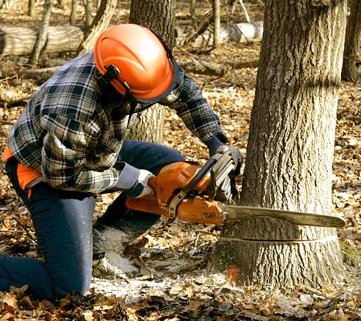 Tree Removal in Kirbyville, TX